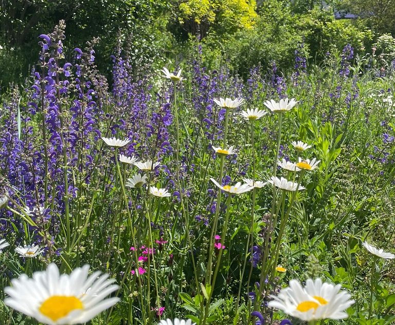 Conseiller/Conseillère en aménagements extérieurs favorables à la biodiversité et au climat